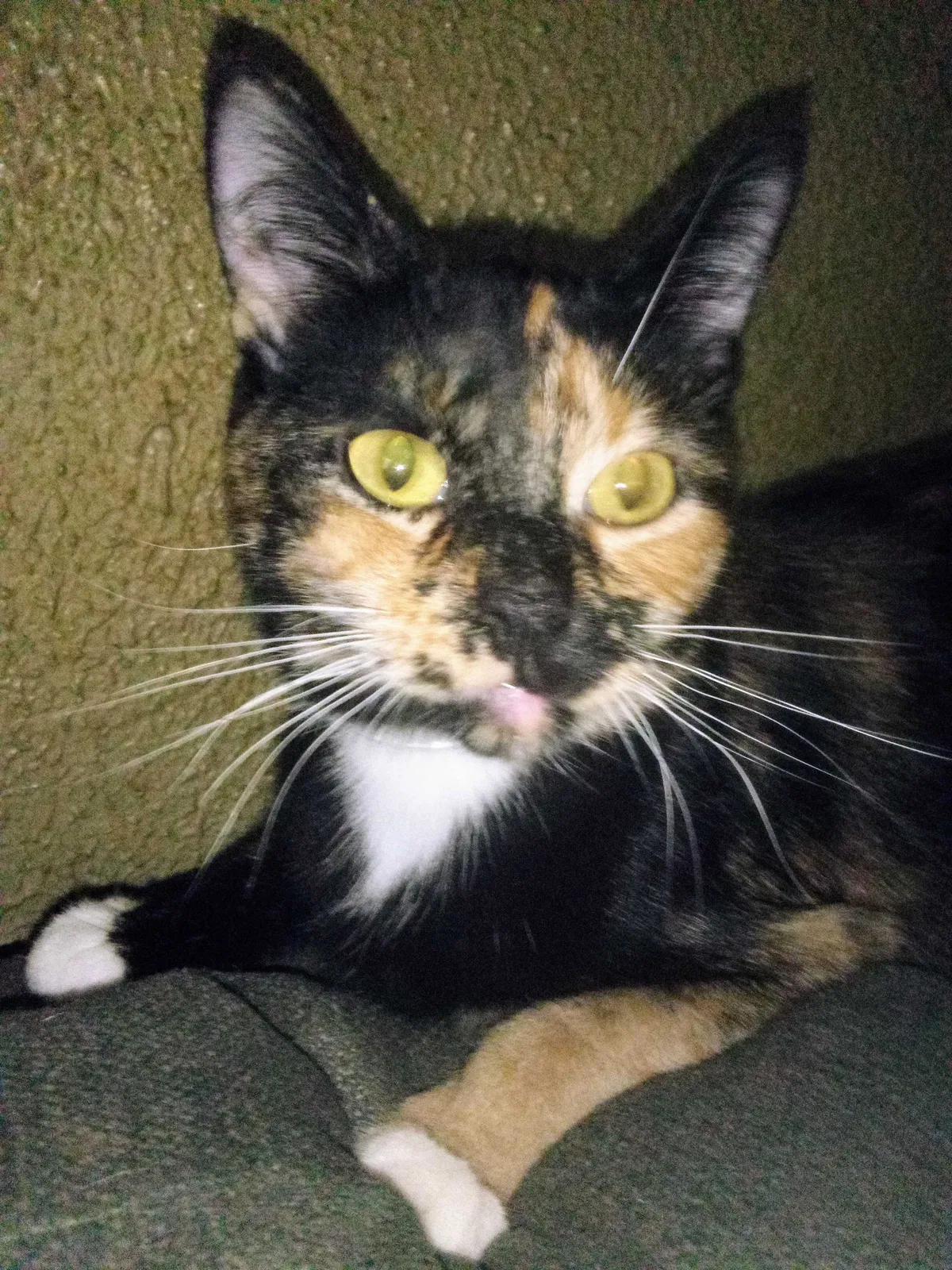 Lost cat in North Versailles, PA, 15137