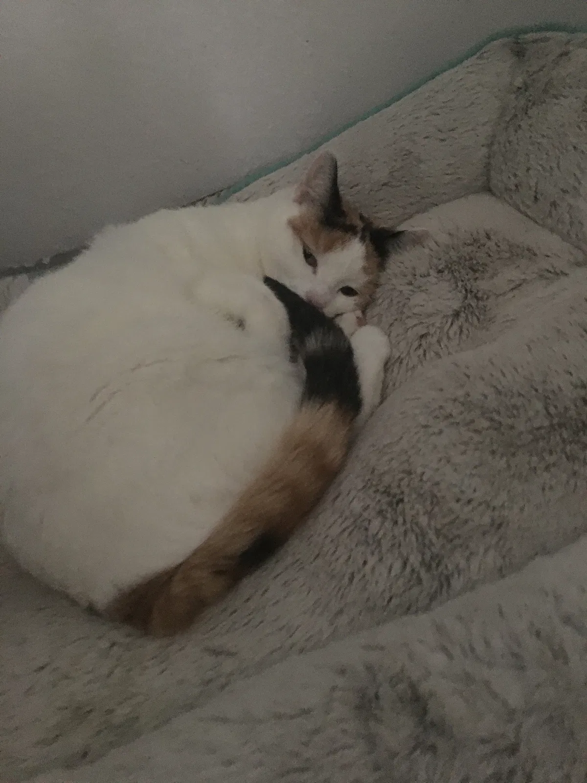 Lost cat in Rock Springs, WY, 82901