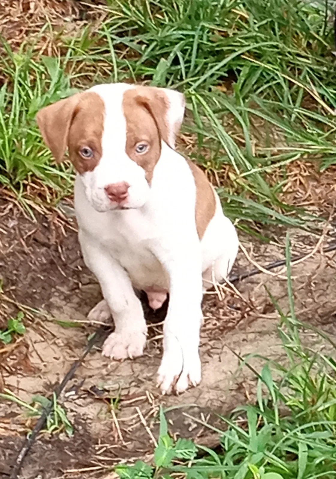 Lost dog in Thomasville, GA, 31757