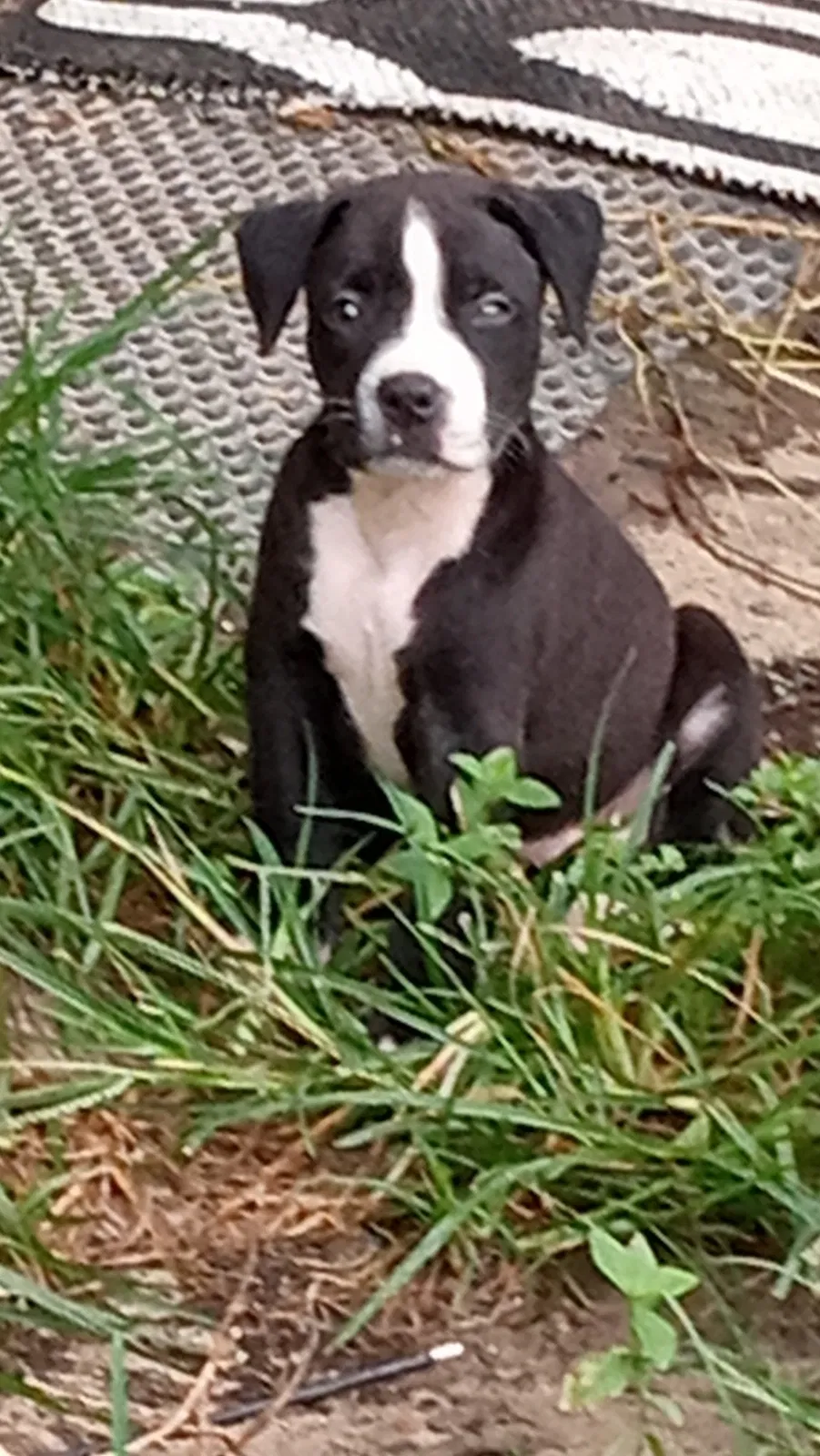 Lost dog in Thomasville, GA, 31757