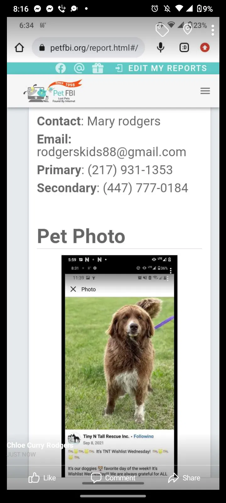 Lost dog in Danville, IL, 61834