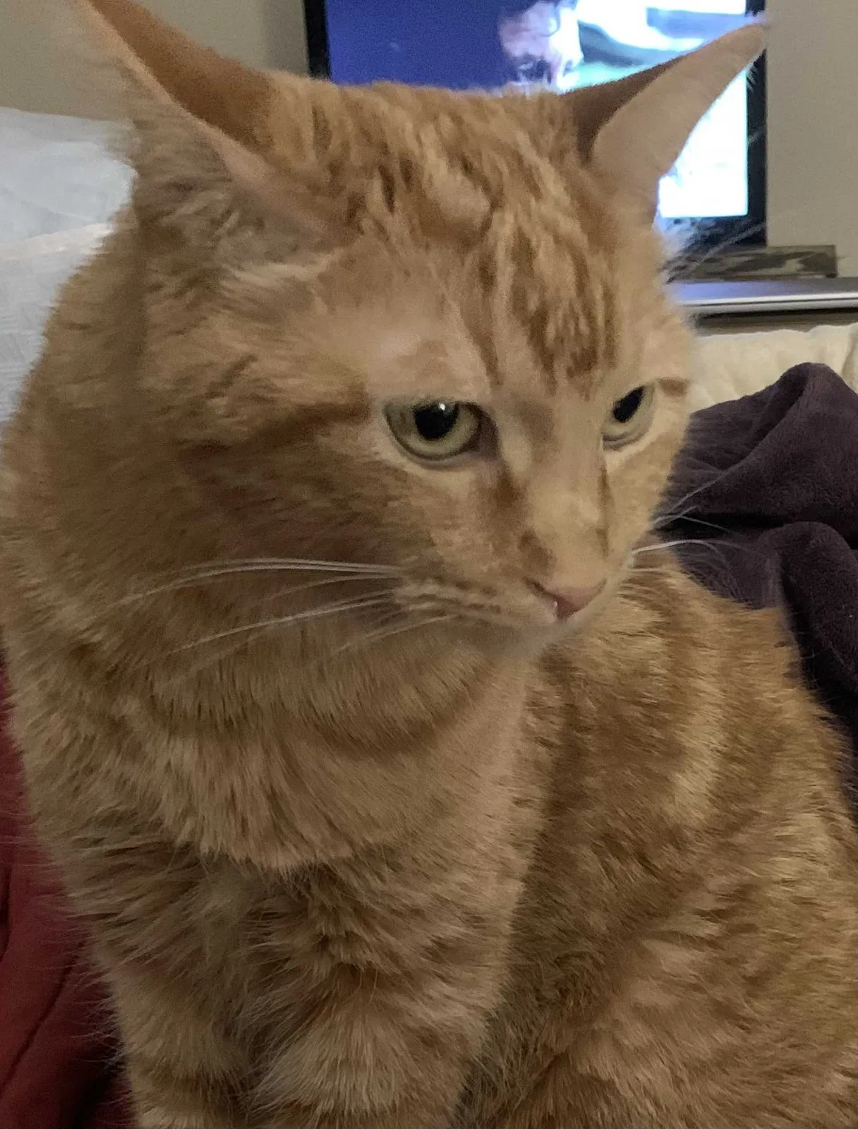 Lost cat in Visalia, CA, 93292