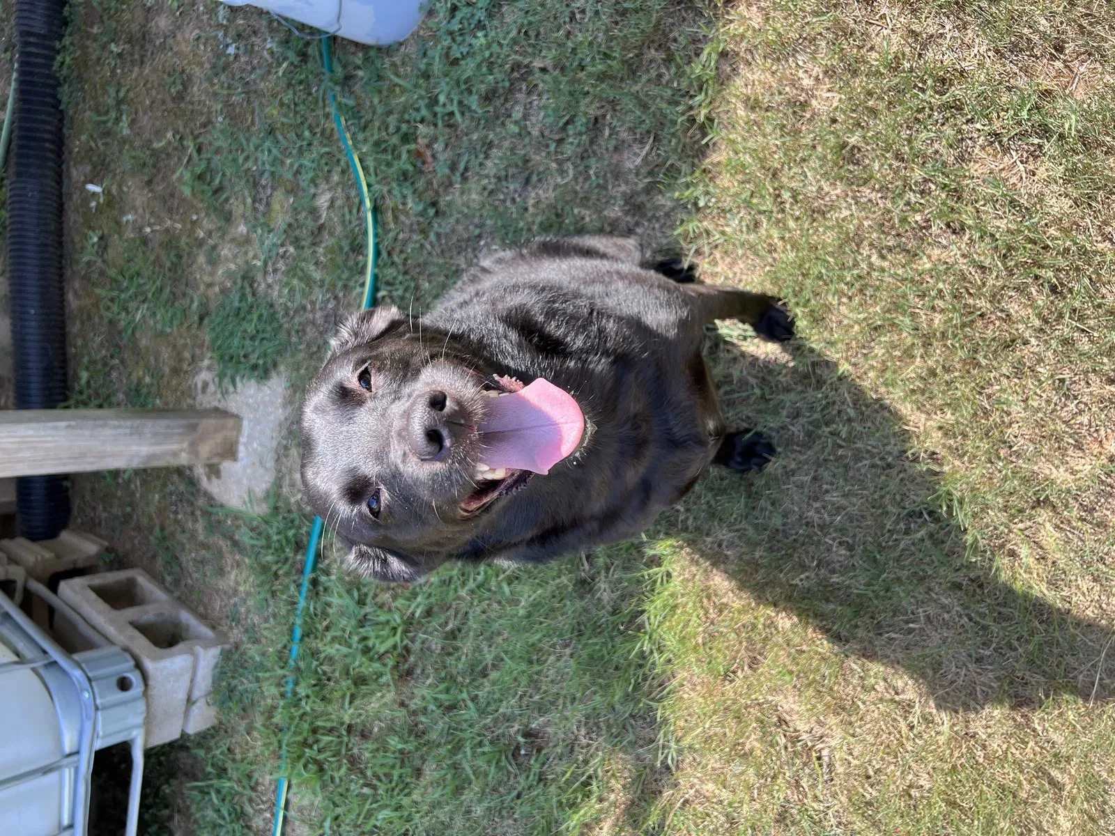 Found dog in Sherwood, AR, 72120