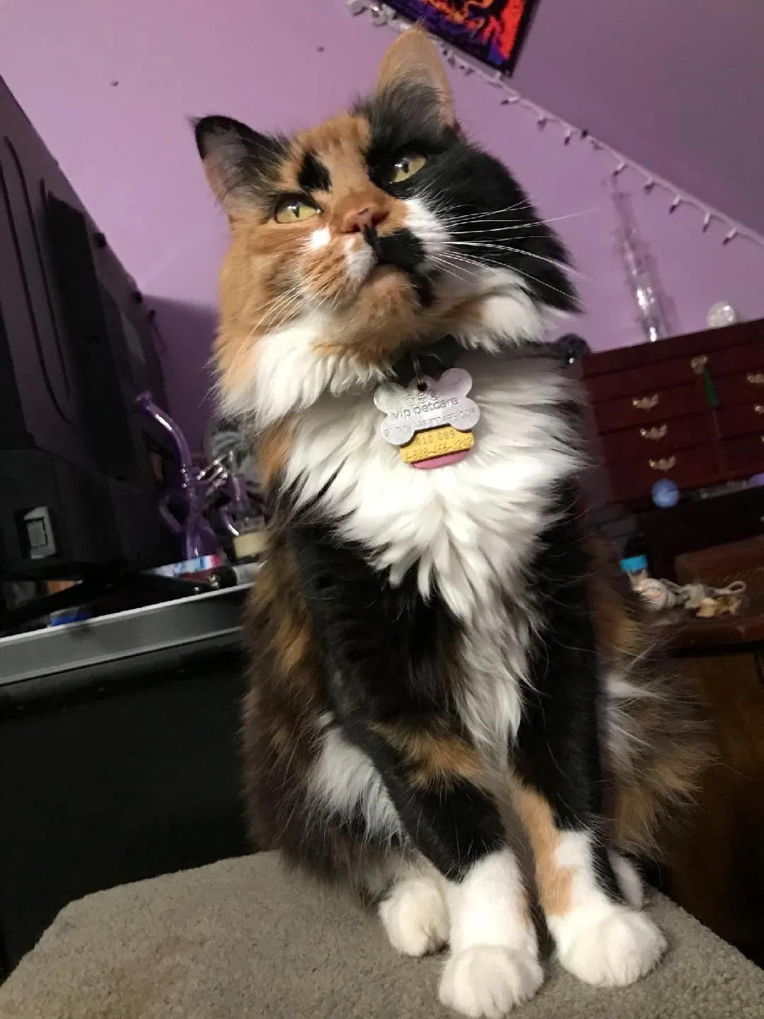 Lost cat in Ashford, CT, 6278