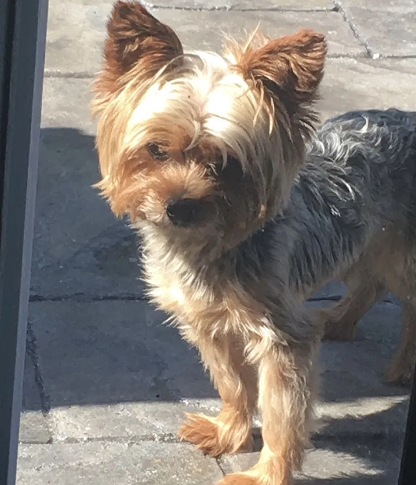 Lost dog in Houston, TX, 77095