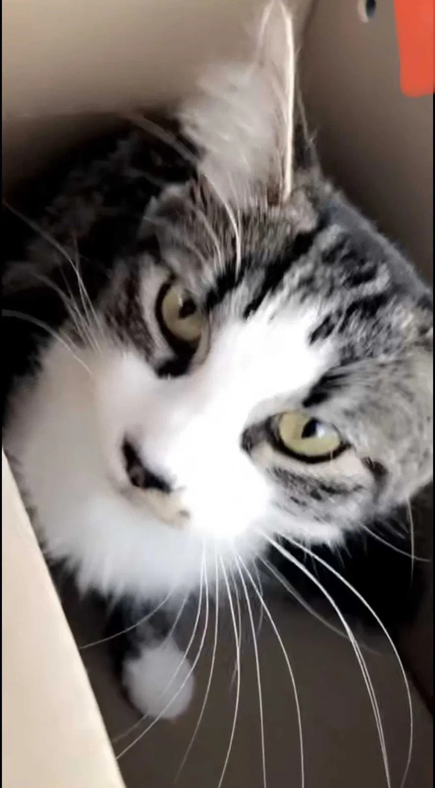Lost cat in Chicago, IL, 60638