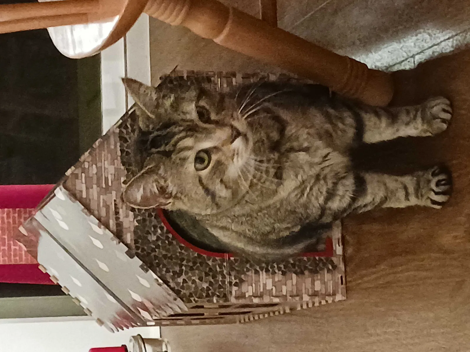 Lost cat in Rock Hill, SC, 29730