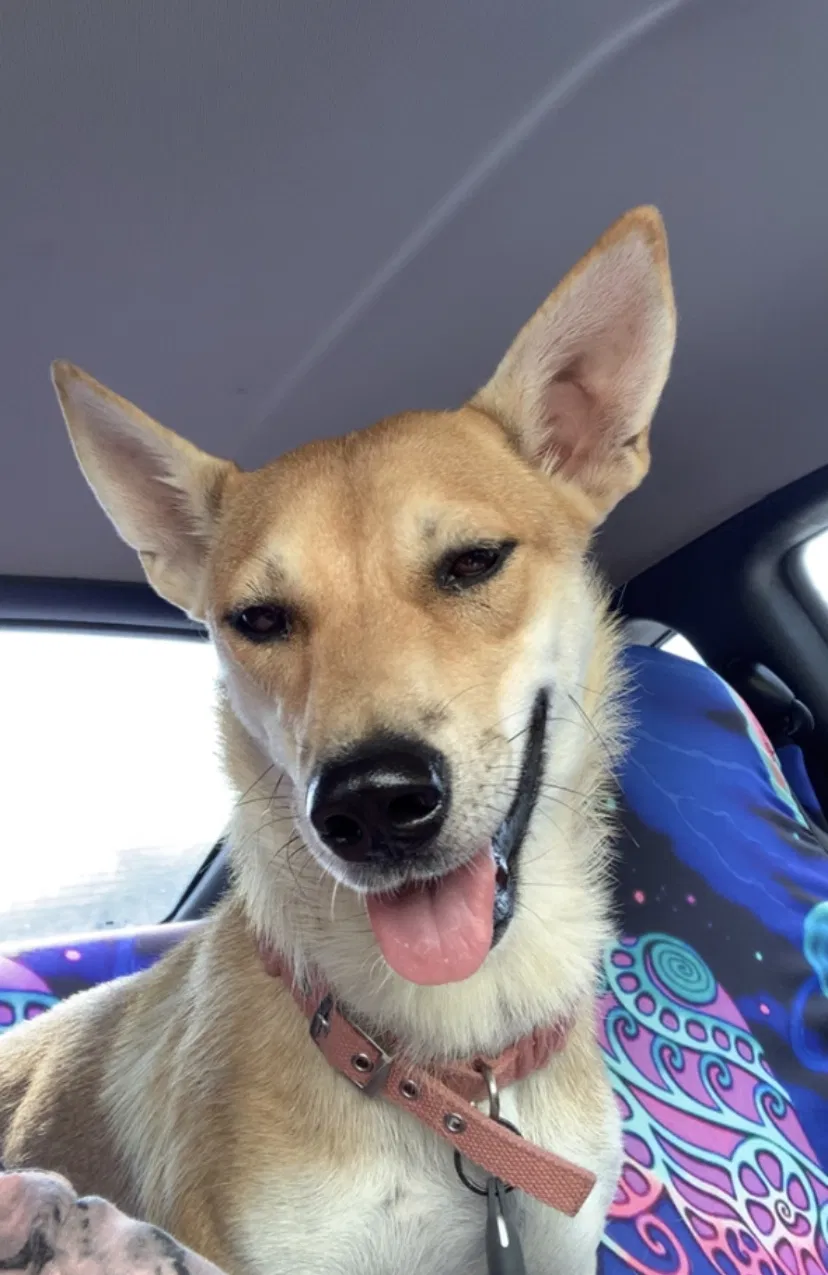 Lost dog in San Antonio, TX, 78213