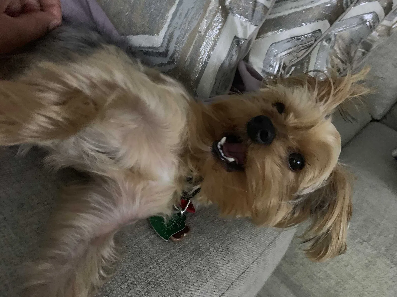 Lost dog in Pearland, TX, 77581