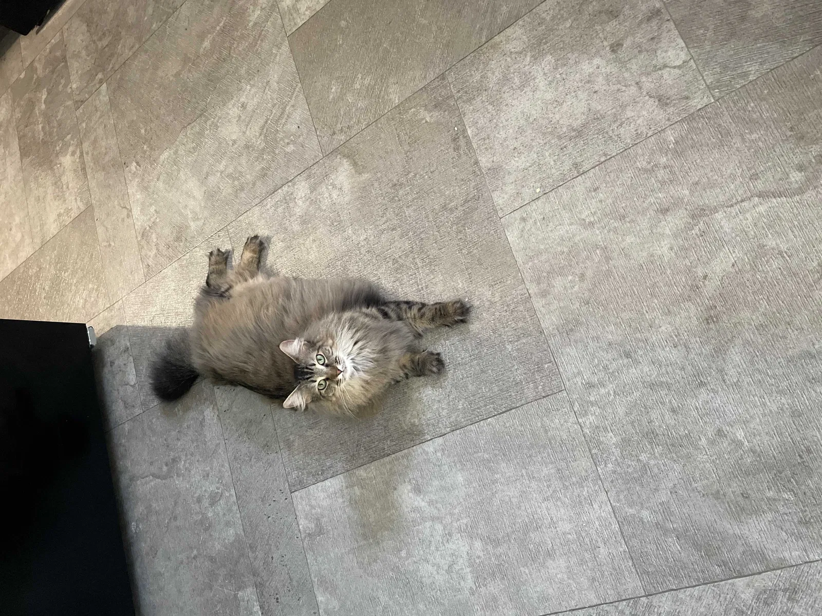 Lost cat in Killeen, TX, 76543