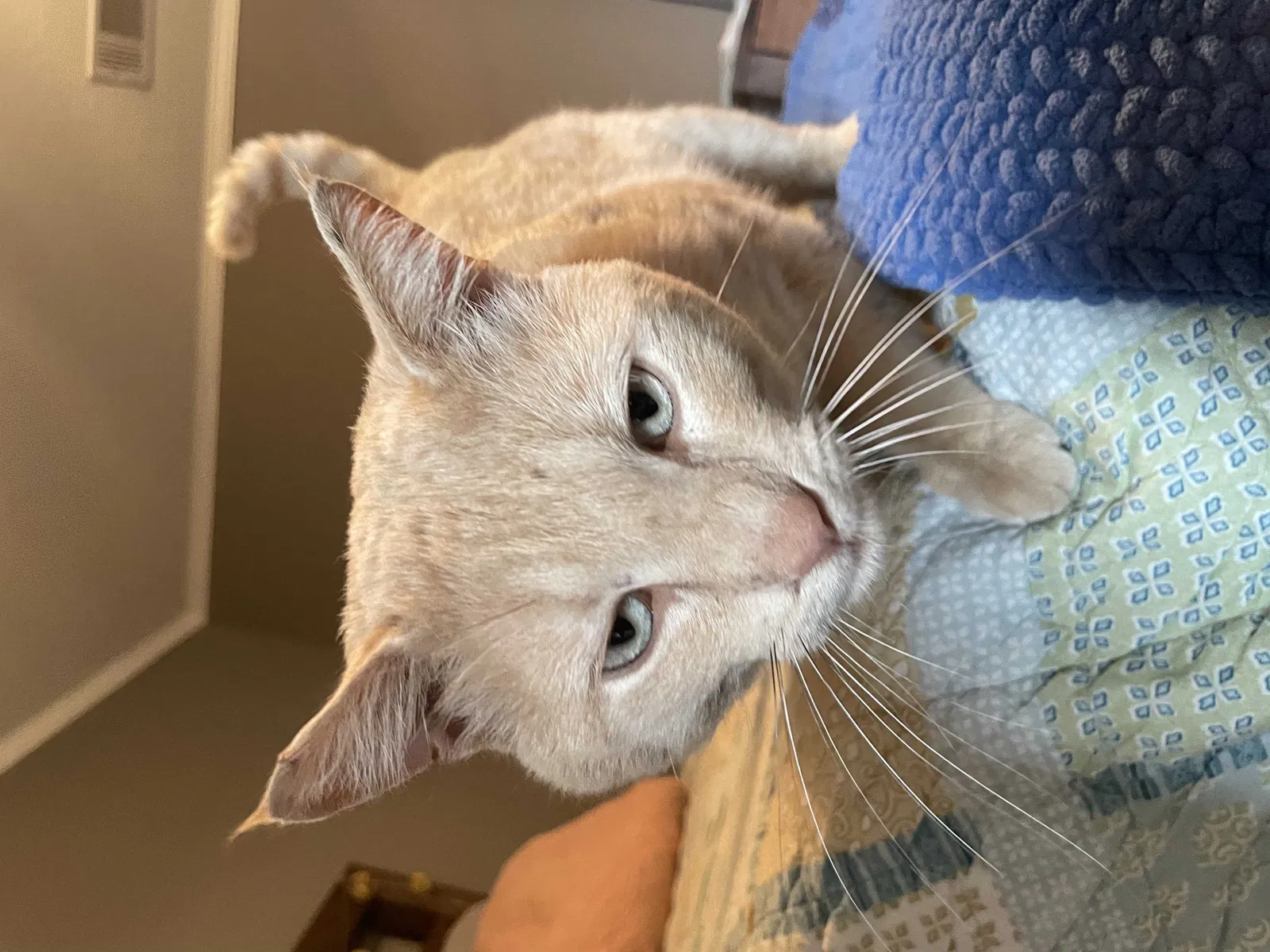 Lost cat in Killeen, TX, 76543