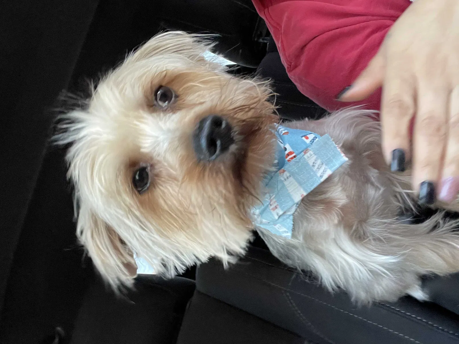 Lost dog in Oklahoma City, OK, 73109