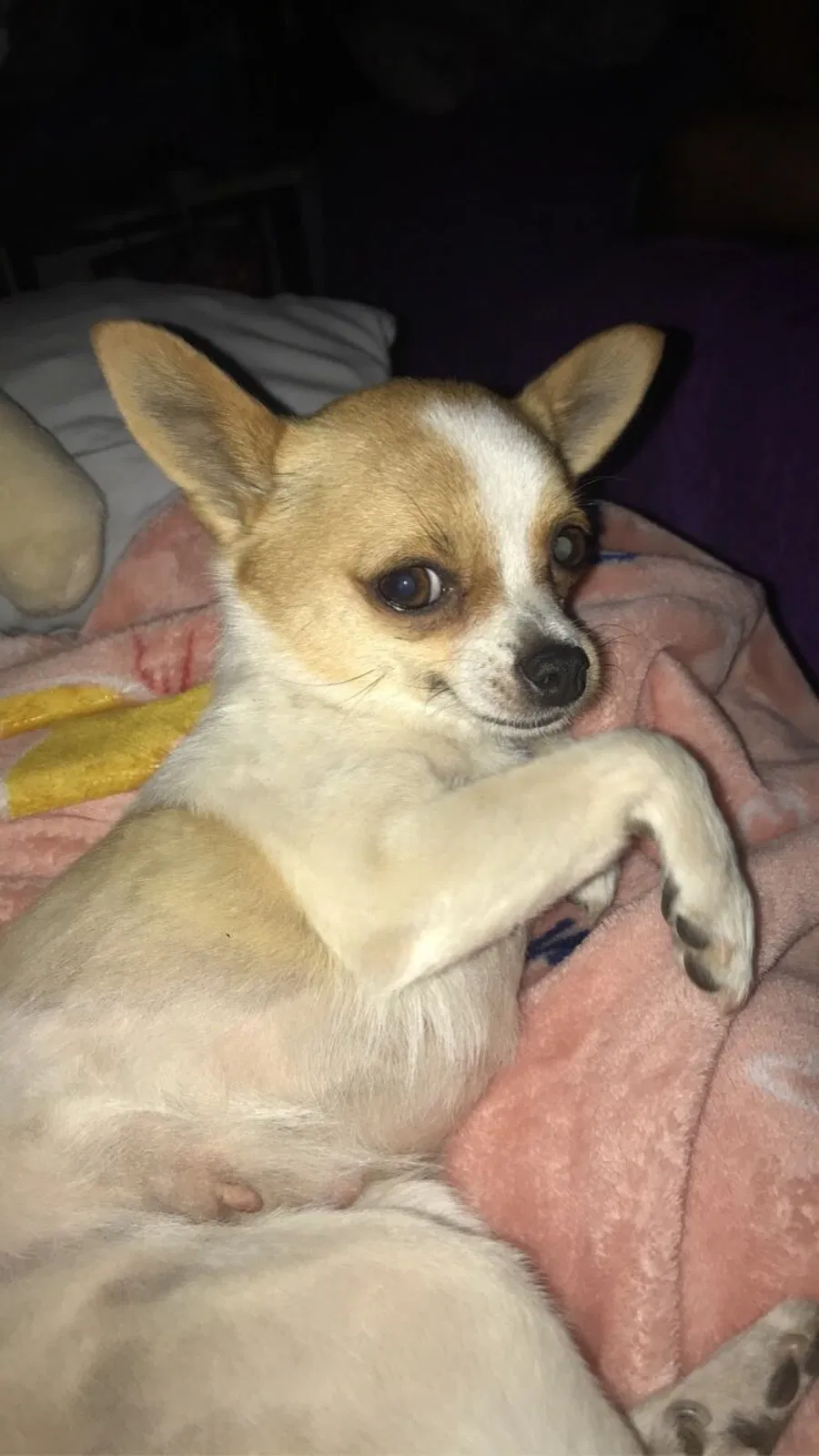 Lost dog in Clearlake, CA, 95422