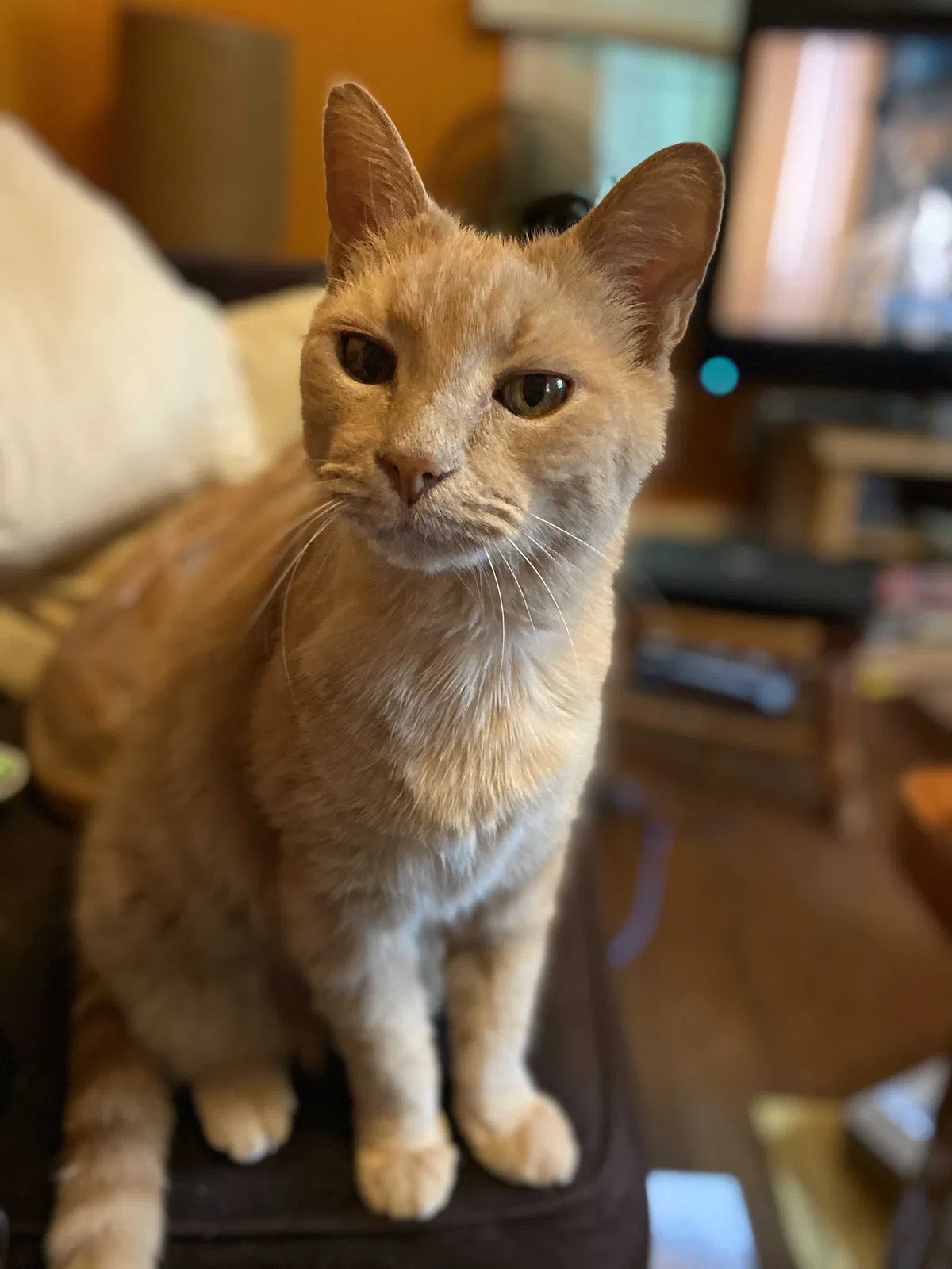 Lost cat in Chapel Hill, NC, 27514
