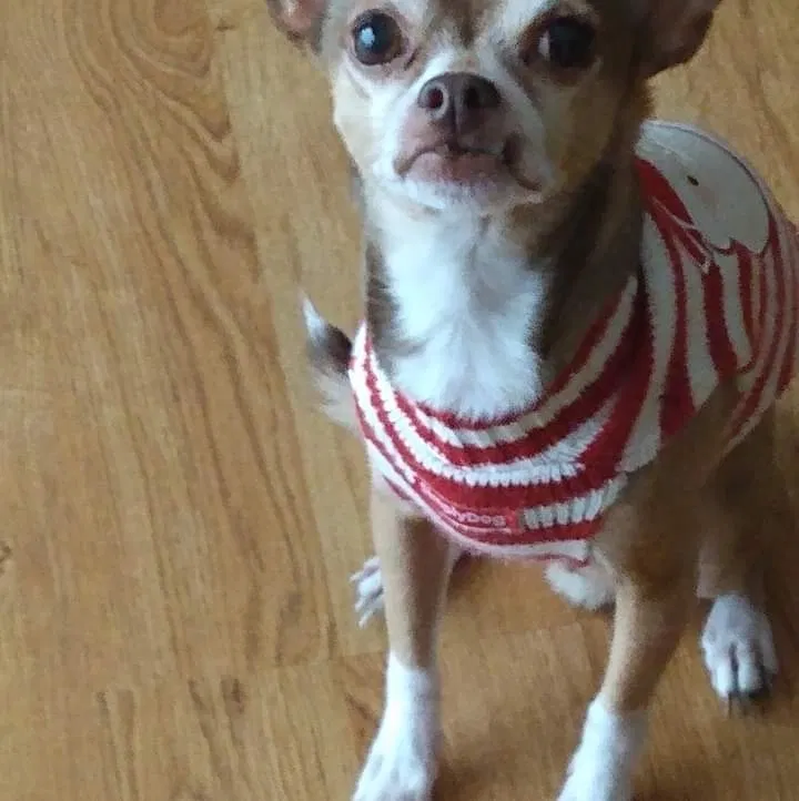Lost dog in Brooksville, FL, 34601