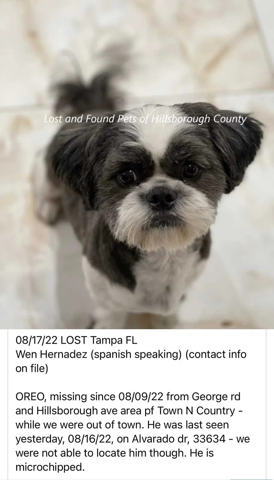 Lost dog in Tampa, FL, 33634