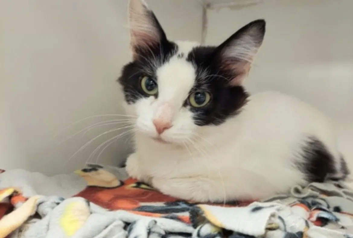 Lost cat in Columbus, OH, 43227