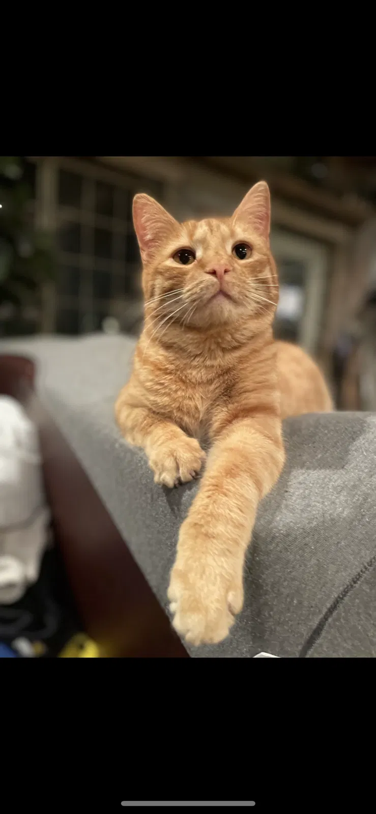 Lost cat in Altoona, IA, 50009