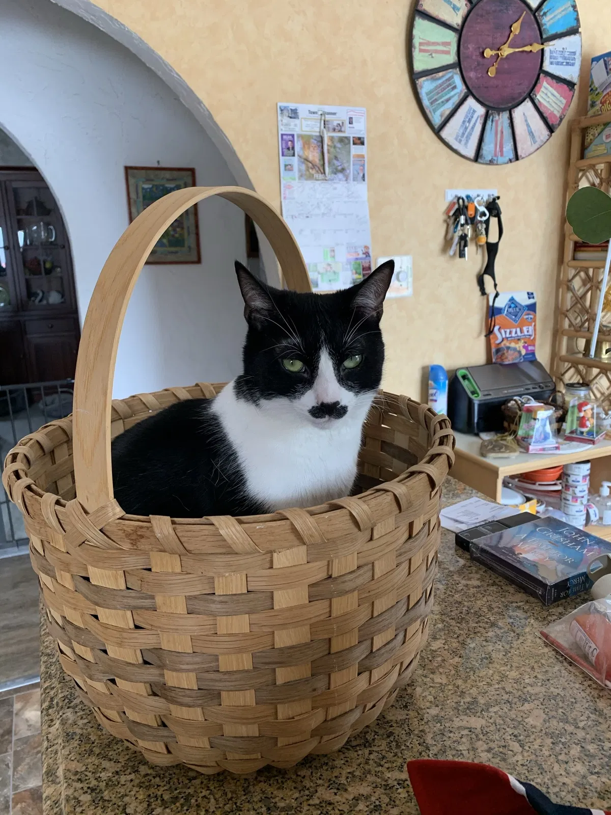 Lost cat in Danville, IN, 46122
