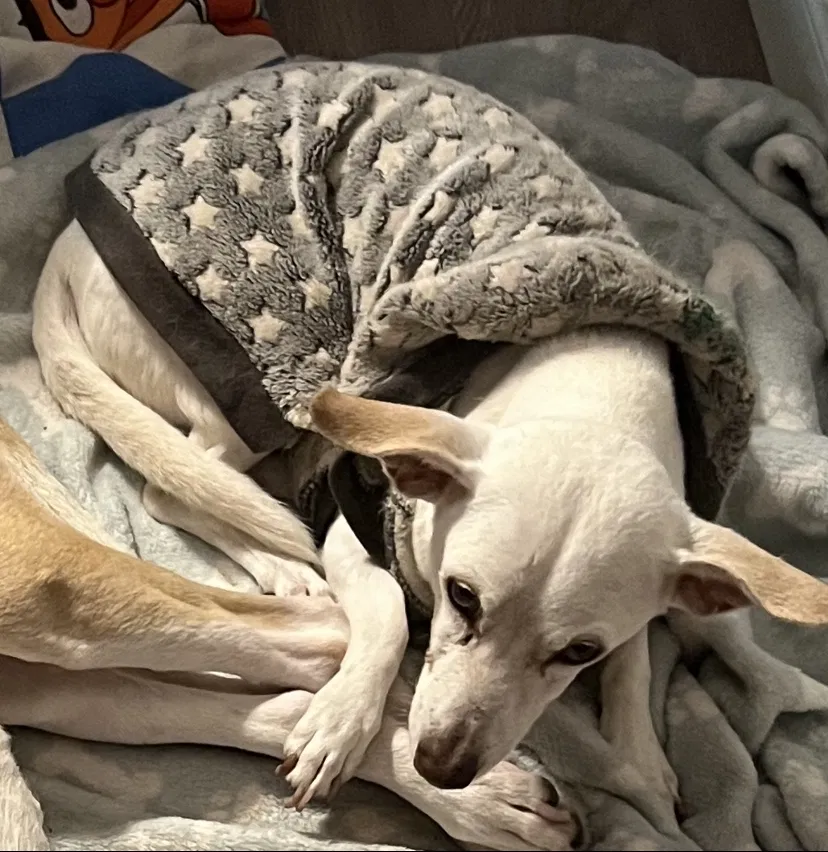 Lost dog in Houston, TX, 77019