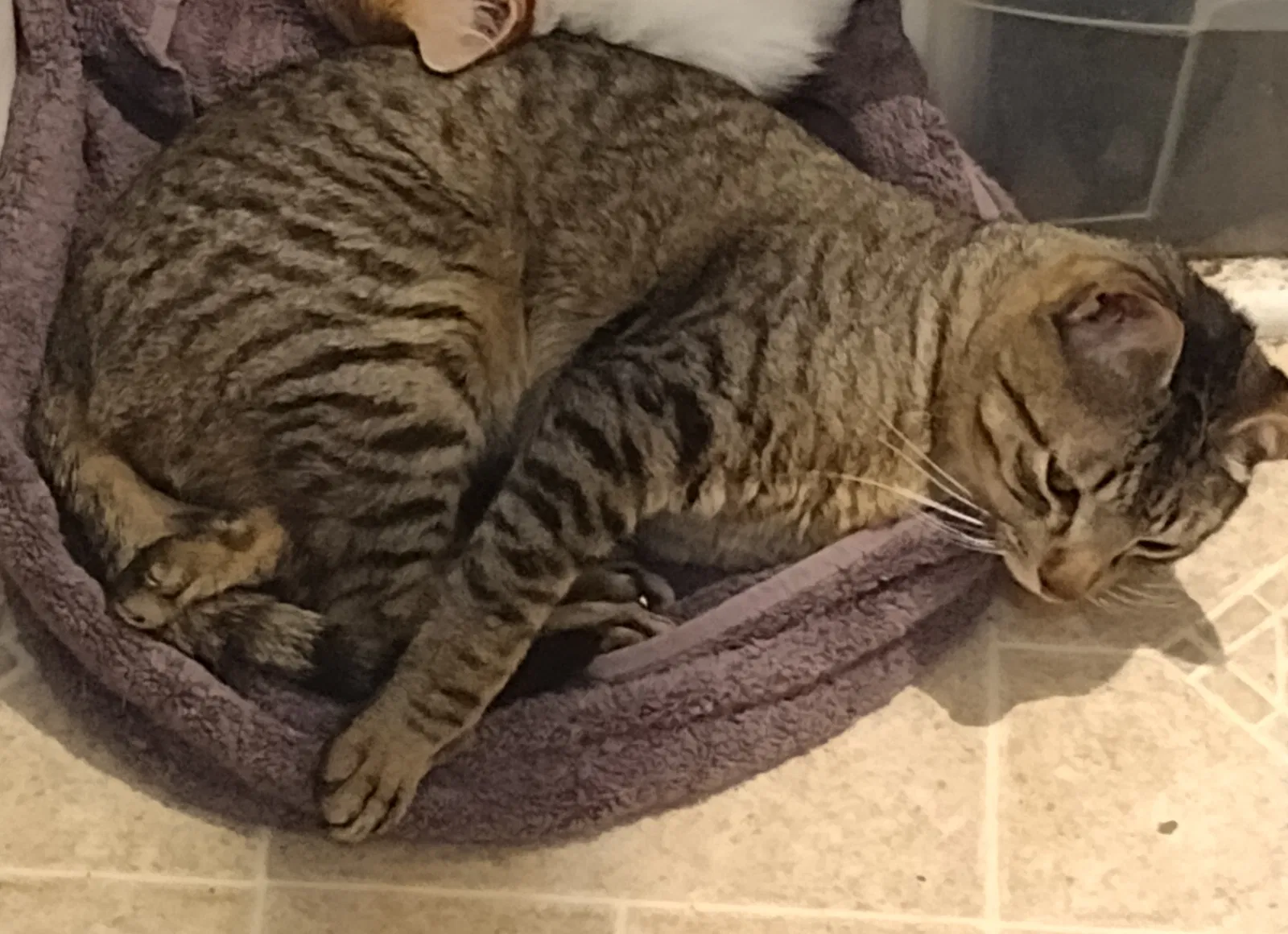 Lost cat in Round Rock, TX, 78664