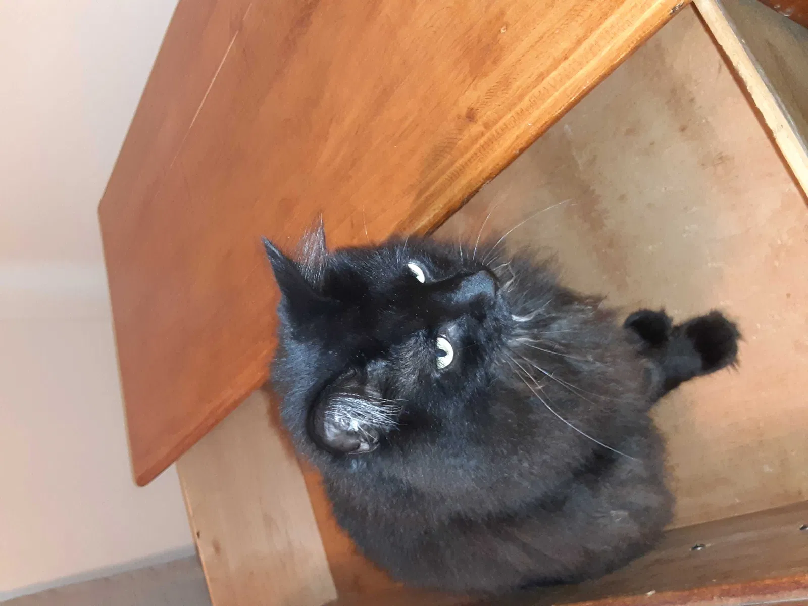 Lost cat in Palm Harbor, FL, 34683