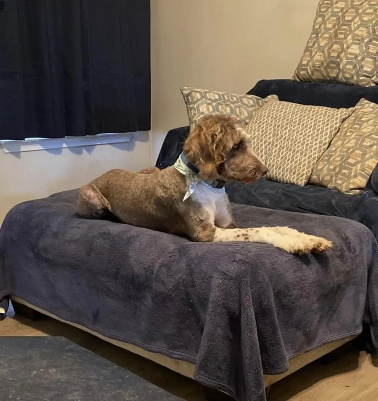 Lost dog in Old Hickory, TN, 37138