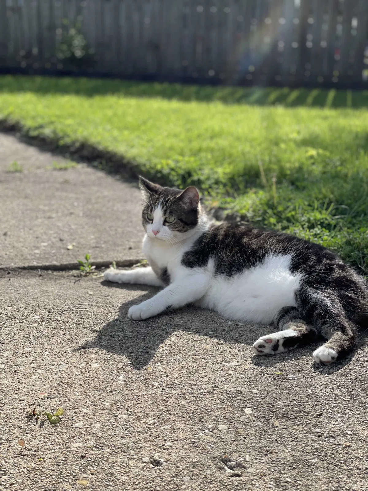 Lost cat in Arlington Heights, IL, 60004