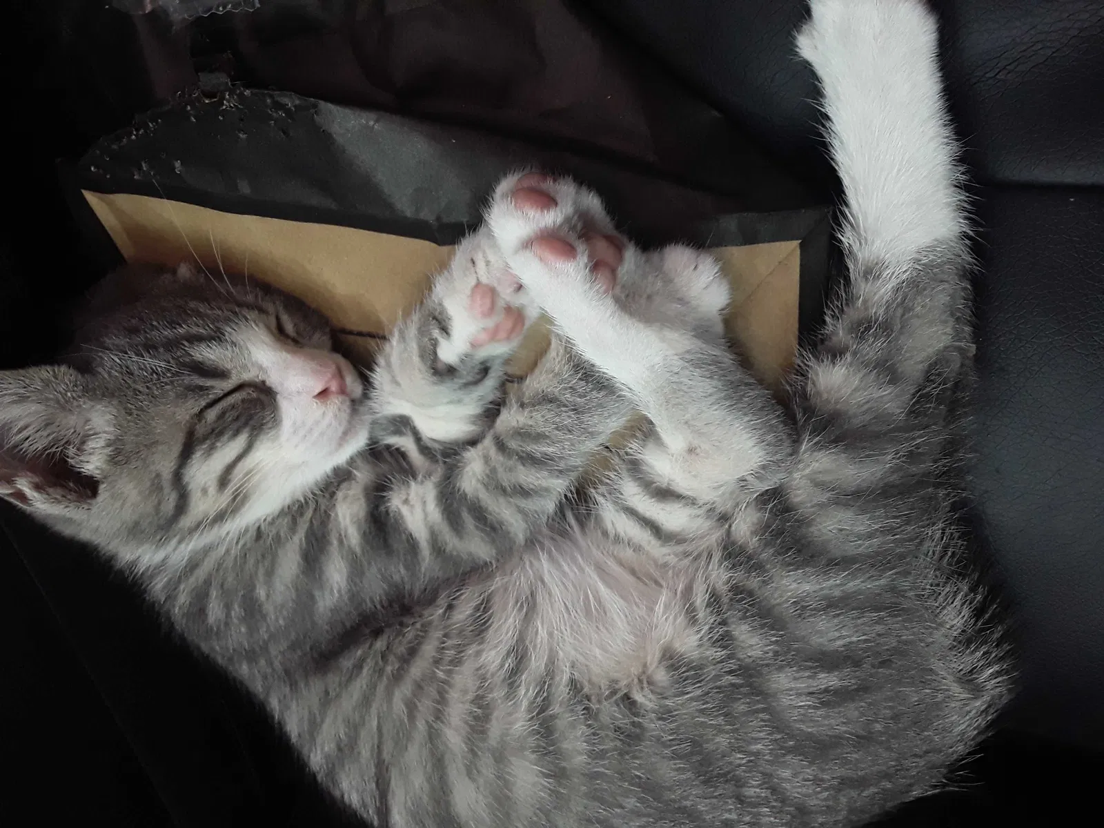 Lost cat in Middletown, OH, 45044