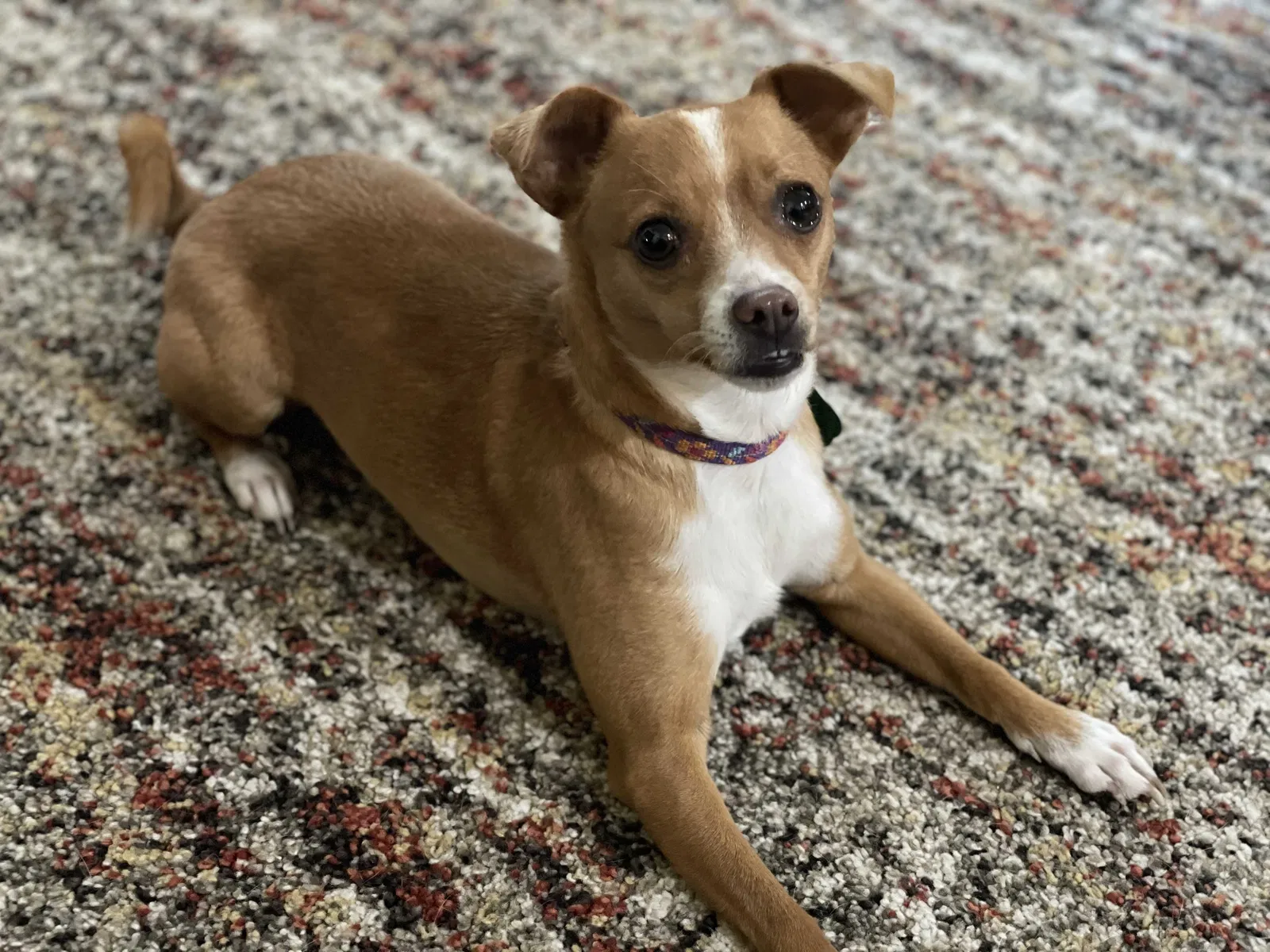 Lost dog in Portland, OR, 97213
