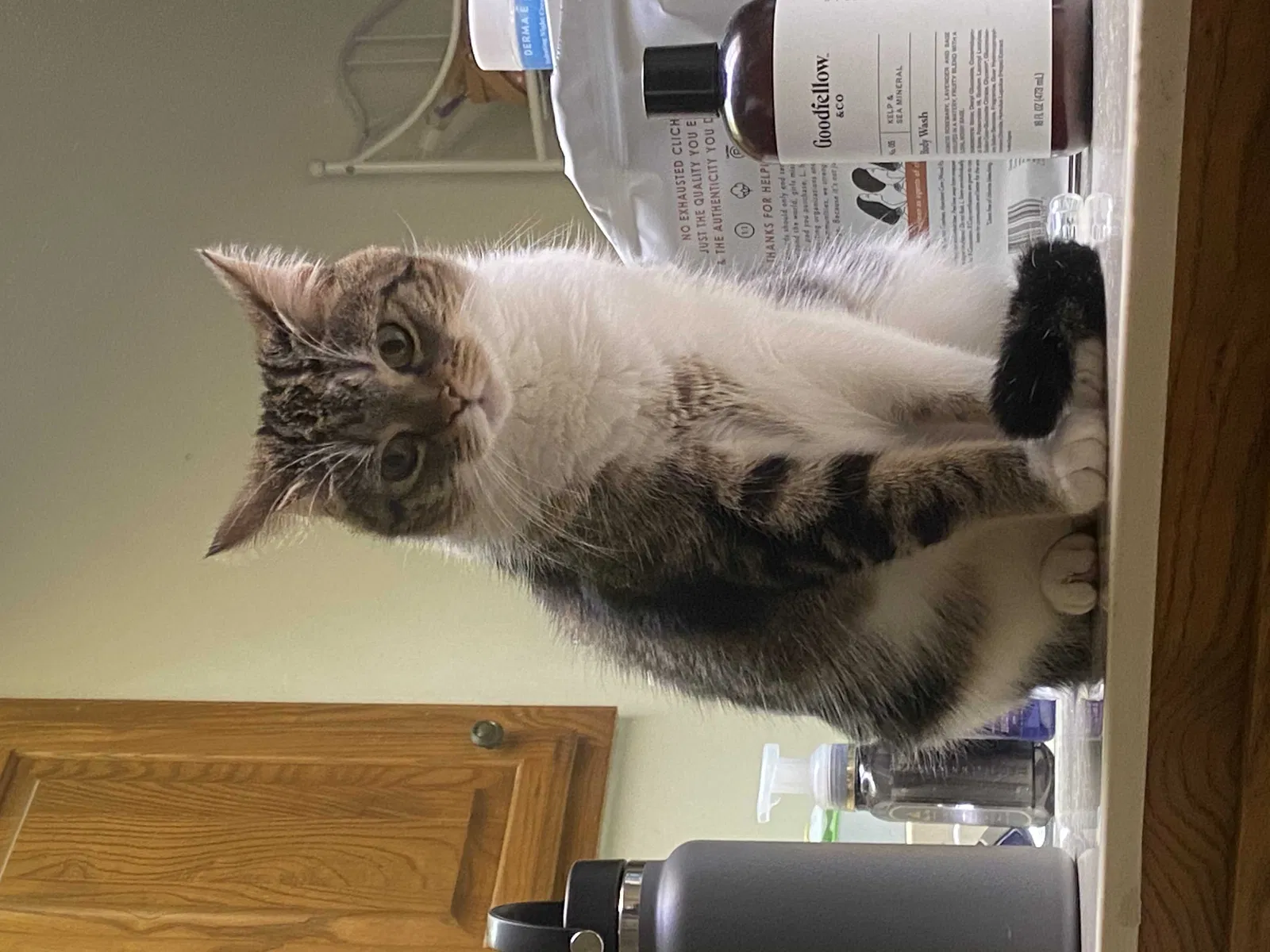 Lost cat in Peninsula, OH, 44264