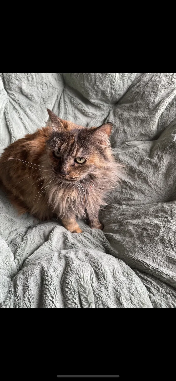 Lost cat in Colorado Springs, CO, 80918