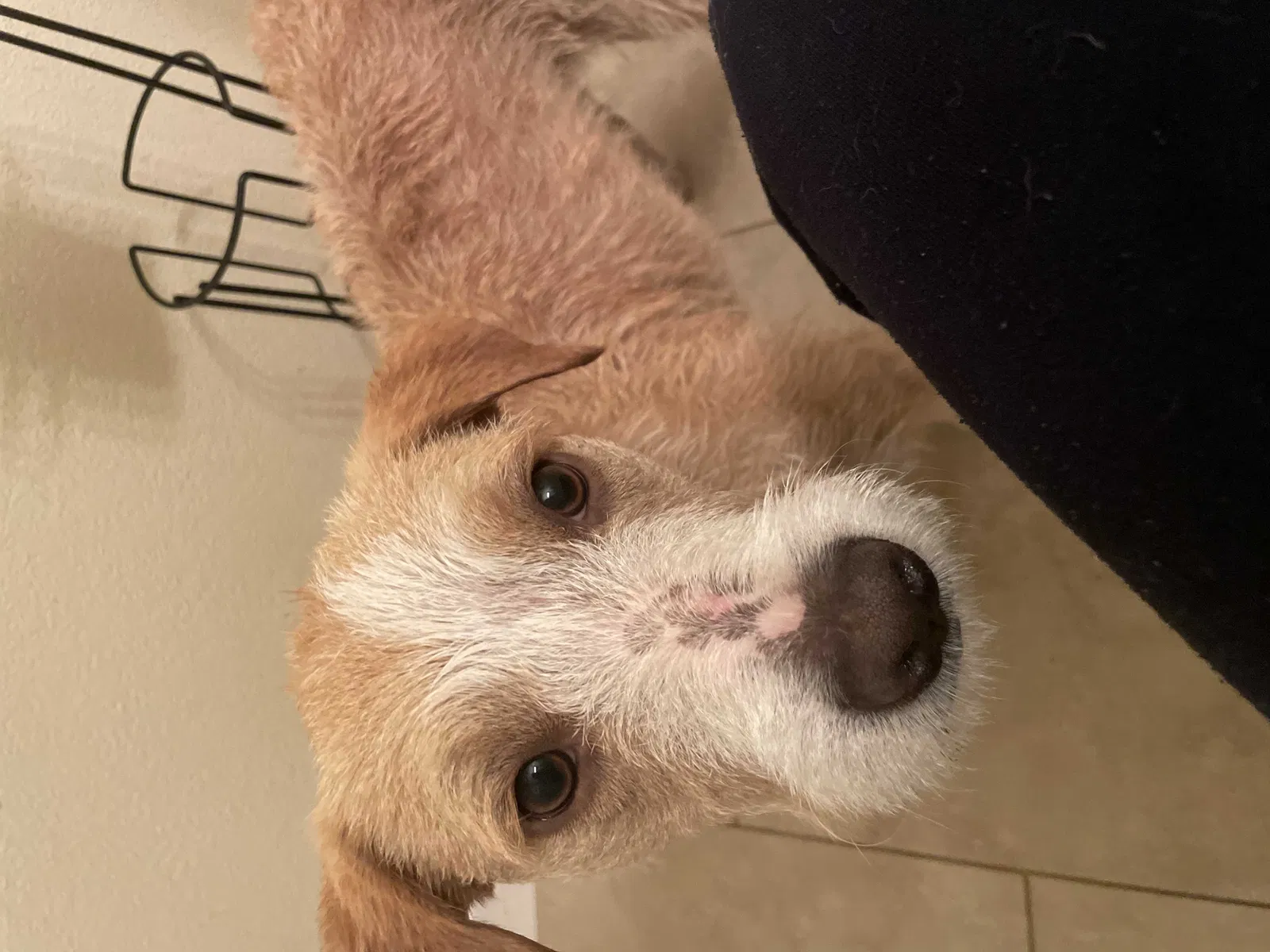 Lost dog in Los Angeles, CA, 90011