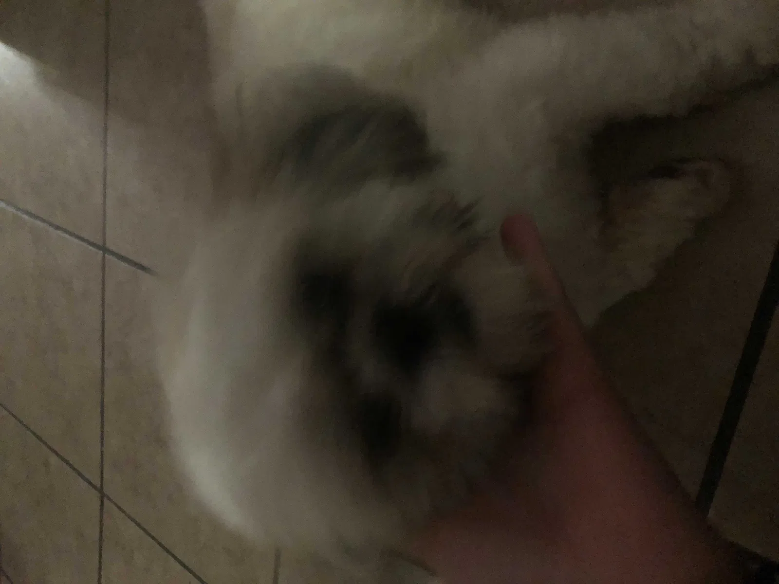 Lost dog in Gretna, LA, 70056