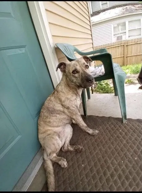 Lost dog in Grand Rapids, MI, 49504