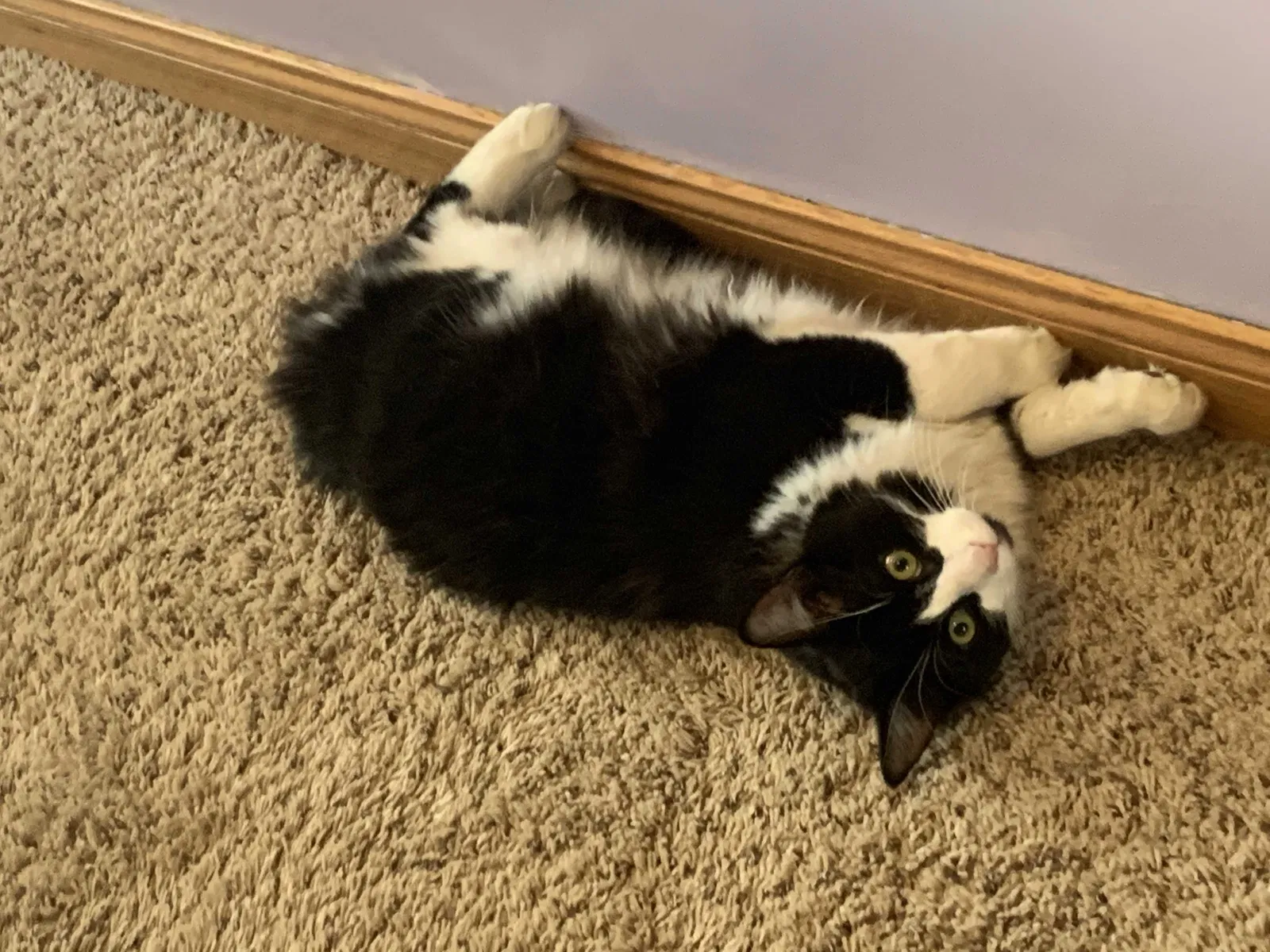 Lost cat in Scotts, MI, 49088