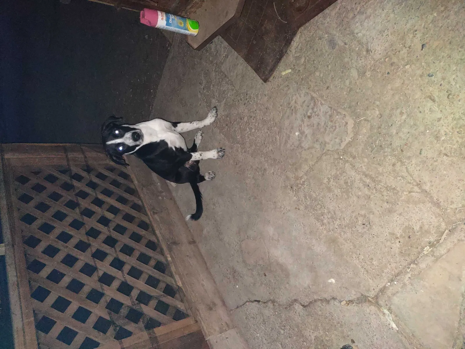 Found dog in La Junta, CO, 81050