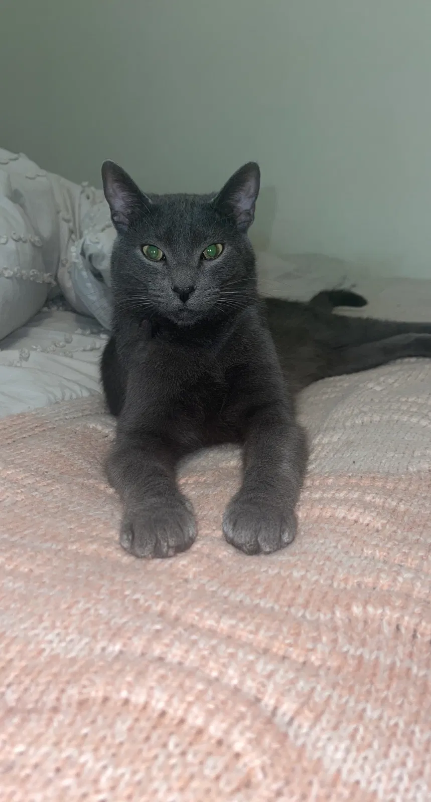 Lost cat in Charleston, SC, 29414