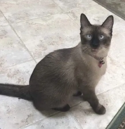 Lost cat in Mandeville, LA, 70471