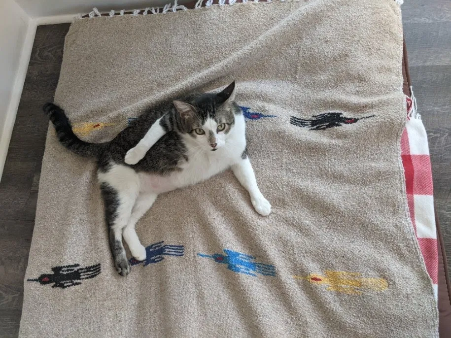 Lost cat in San Antonio, TX, 78247