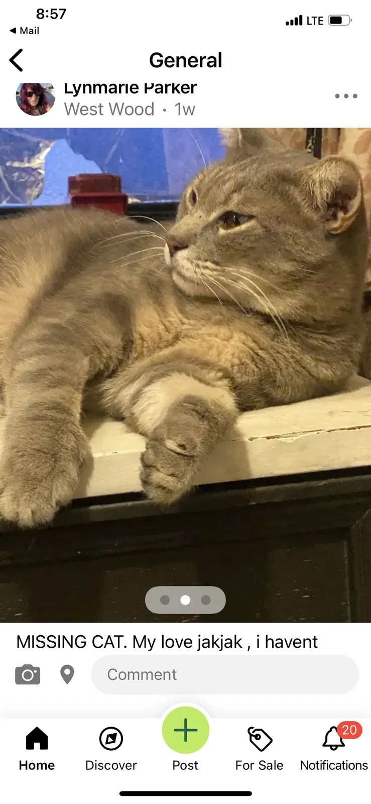 Lost cat in Phoenix, AZ, 85015
