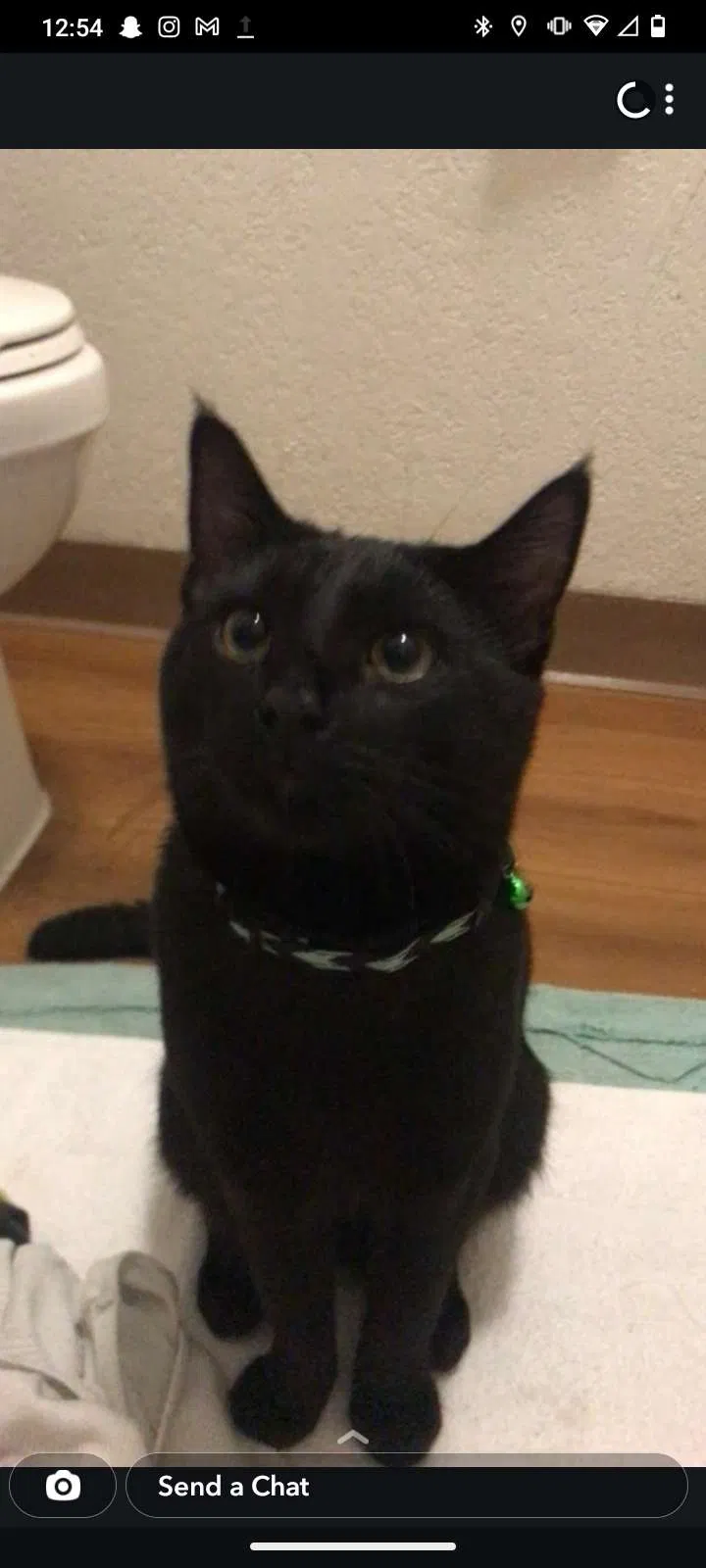 Lost cat in Venice, CA, 90291