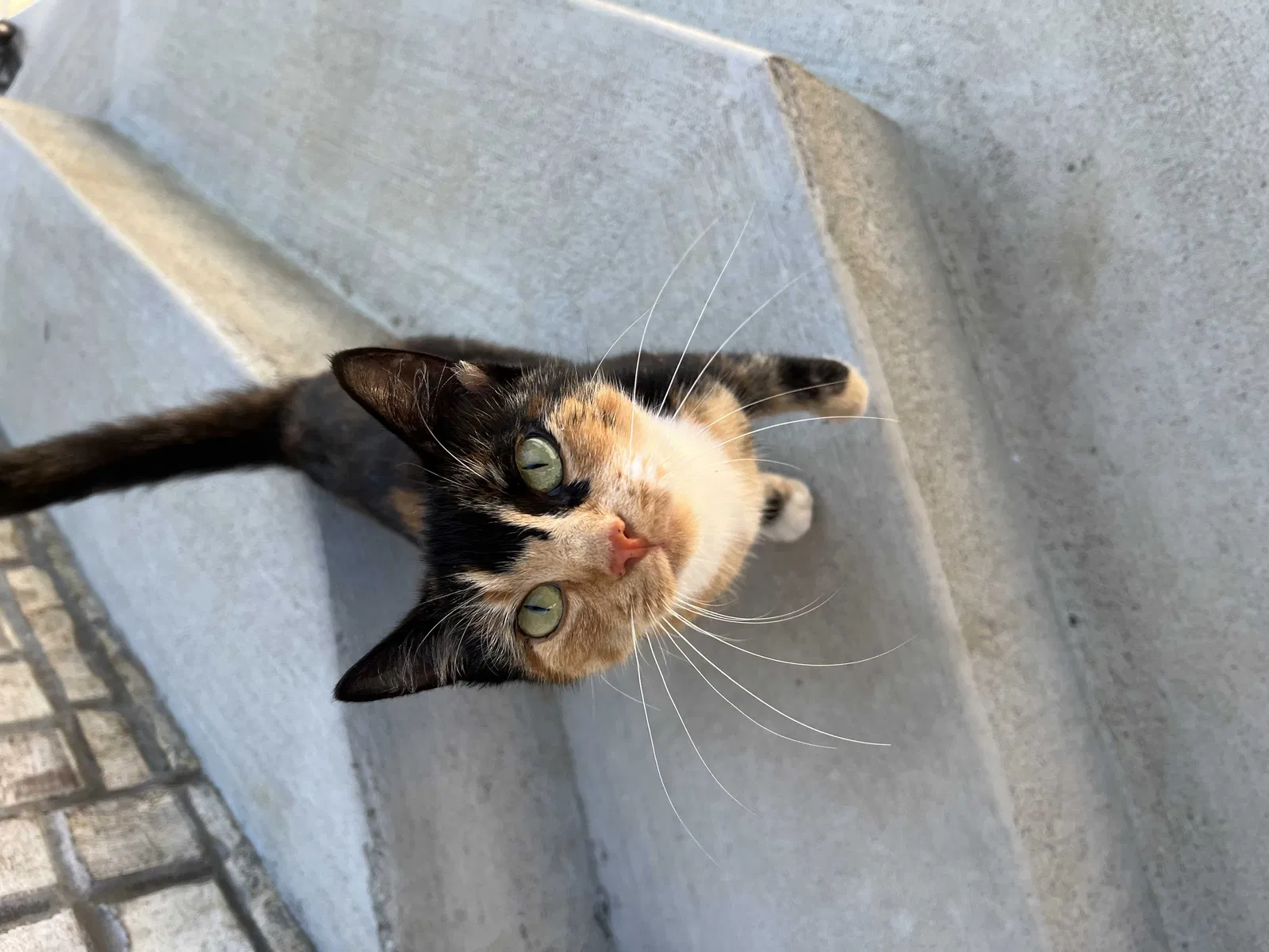 Found cat in New Richmond, OH, 45157