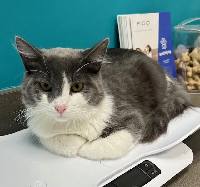 Lost cat in Richmond, TX, 77407
