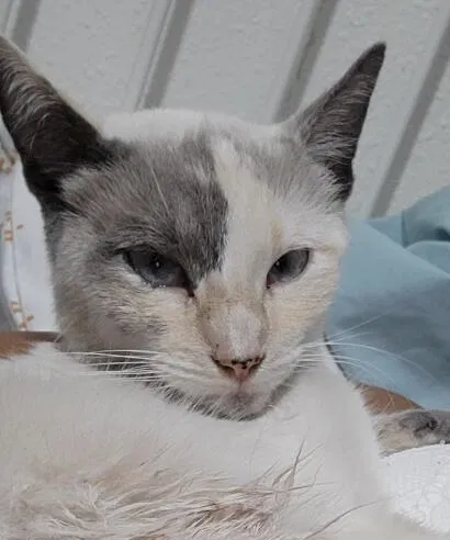Lost cat in Whittier, CA, 90605
