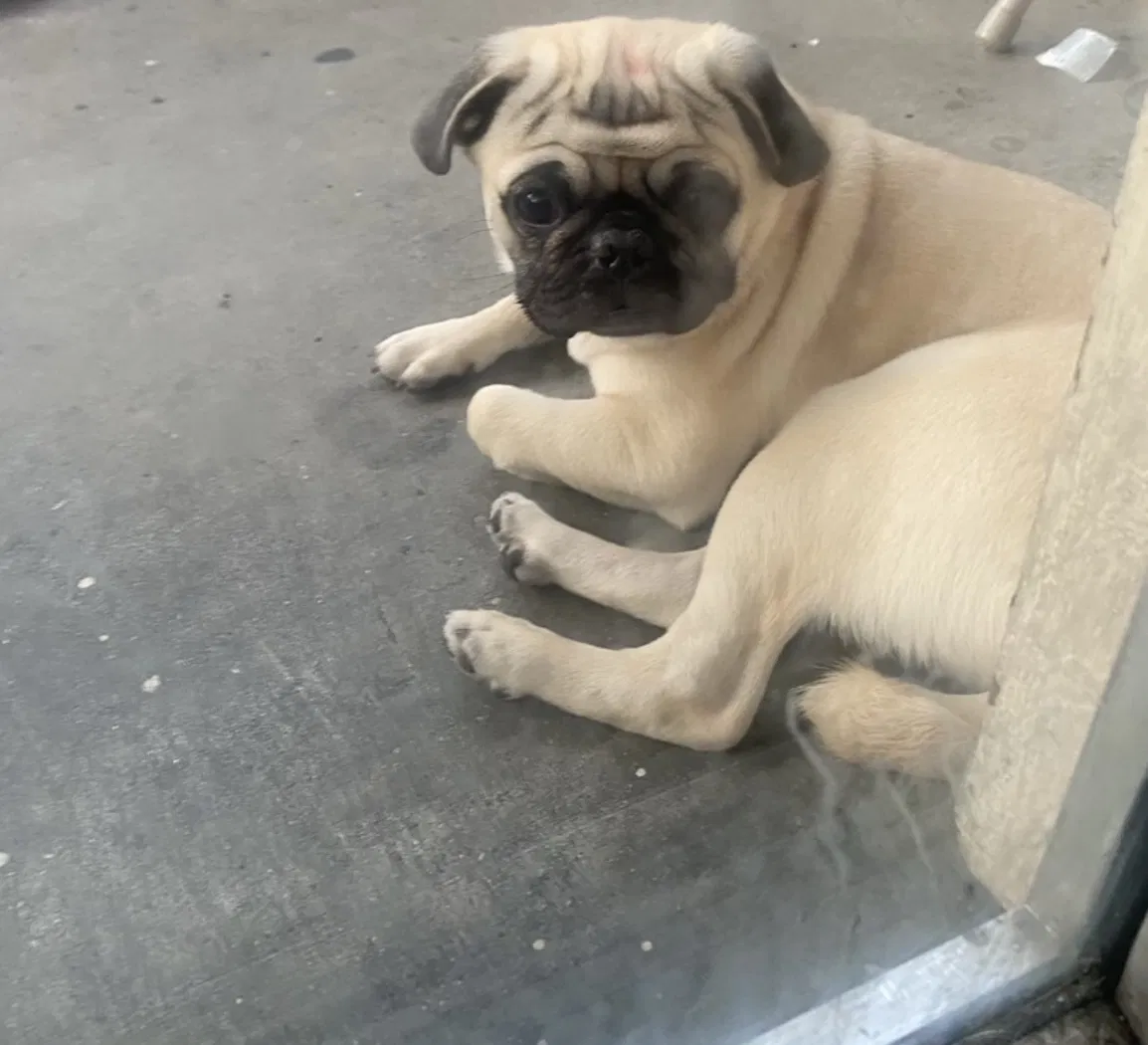 Lost dog in Anaheim, CA, 92801