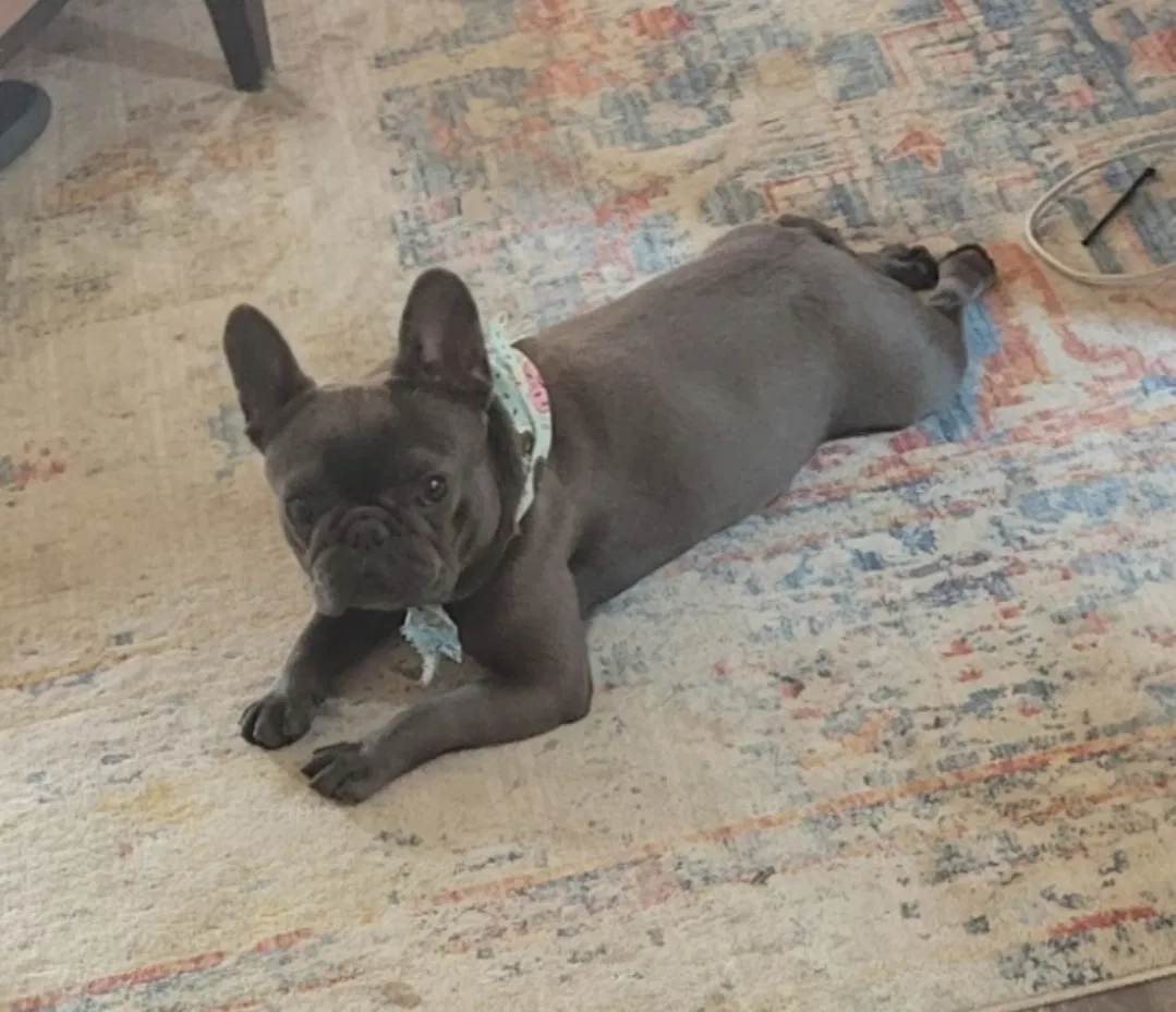 Lost dog in Katy, TX, 77493