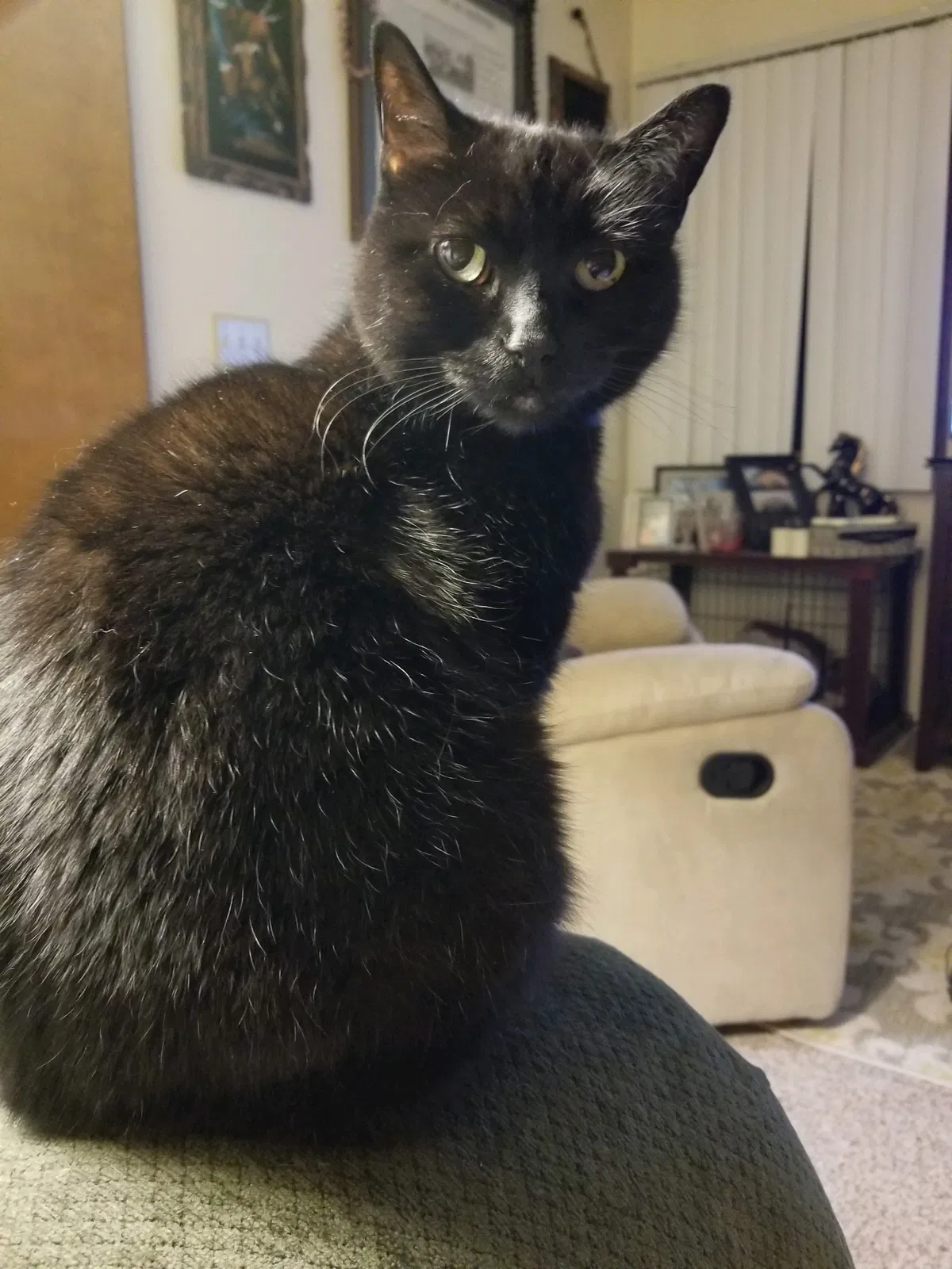 Lost cat in The Dalles, OR, 97058
