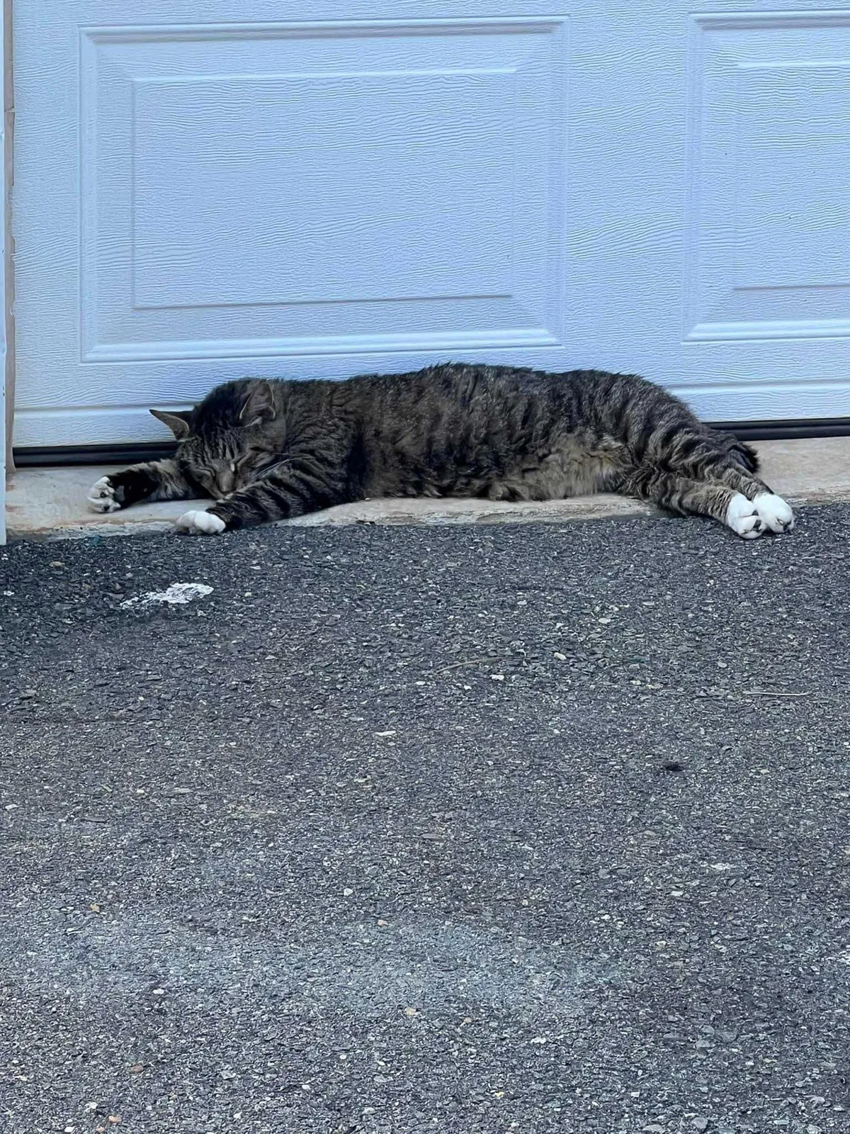 Lost cat in Germanton, NC, 27019