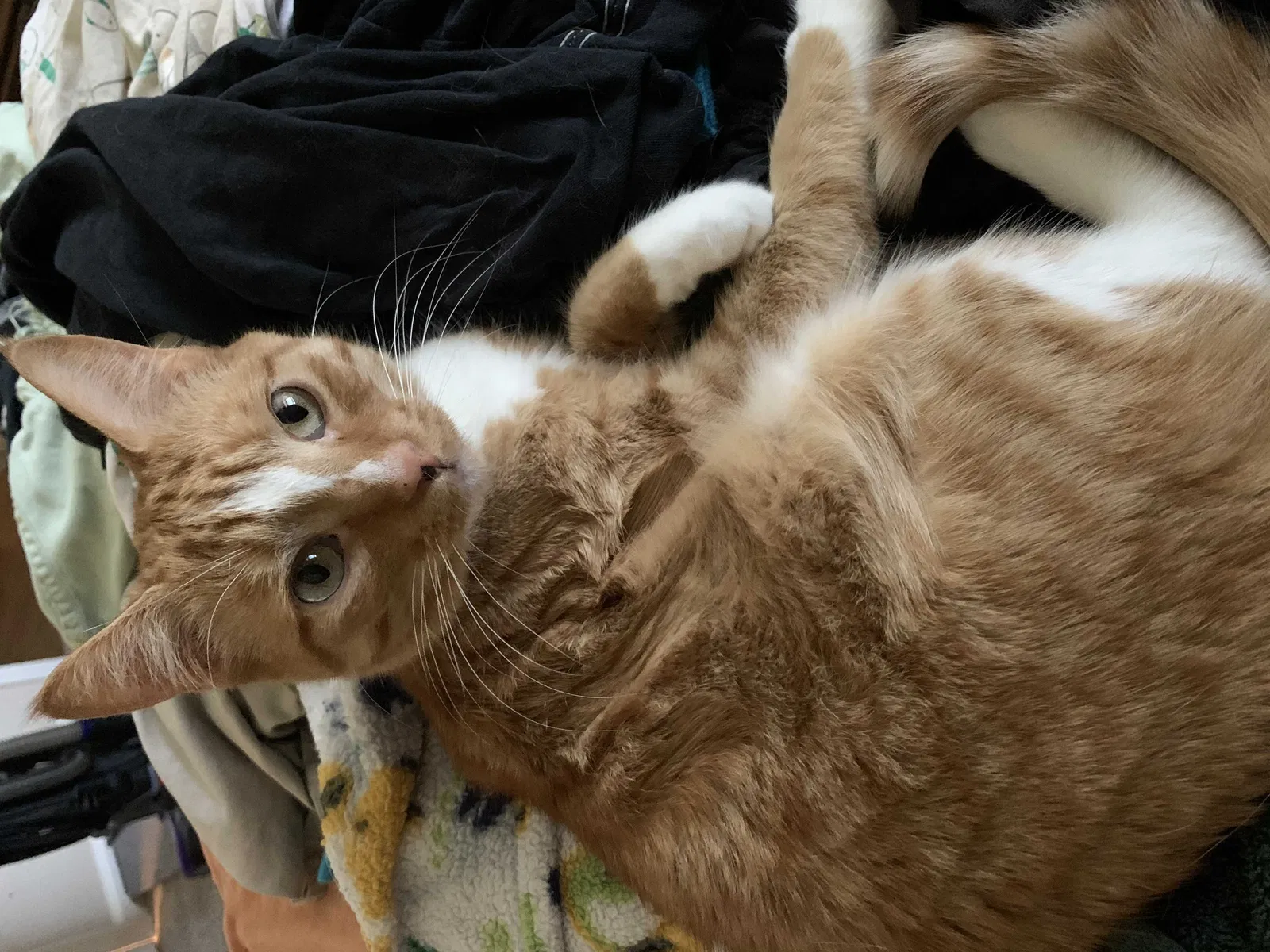Lost cat in Reno, NV, 89523